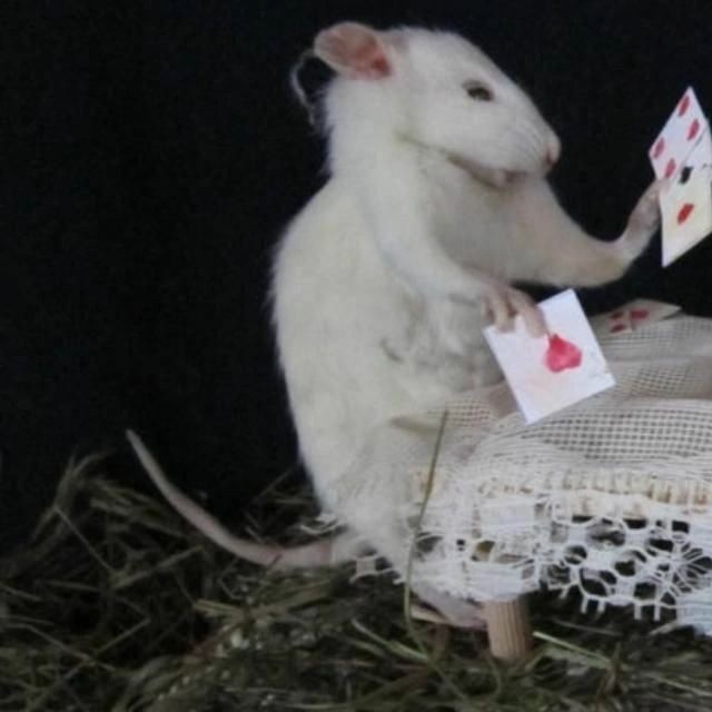 Крыса играет в карты